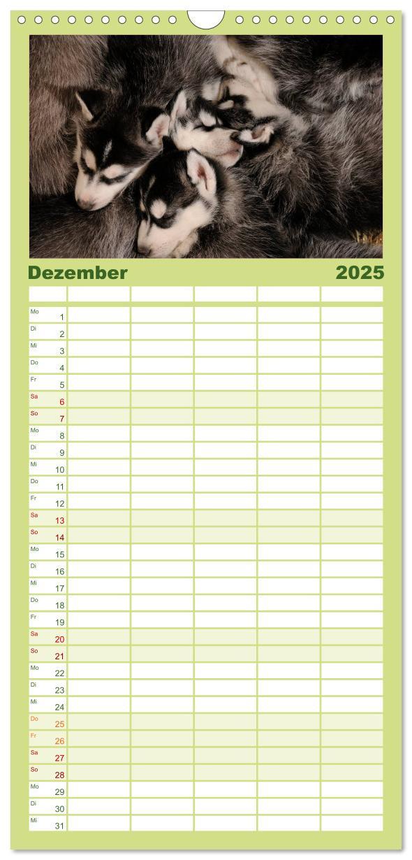 Bild: 9783457109922 | Familienplaner 2025 - Husky Welpen mit 5 Spalten (Wandkalender, 21...