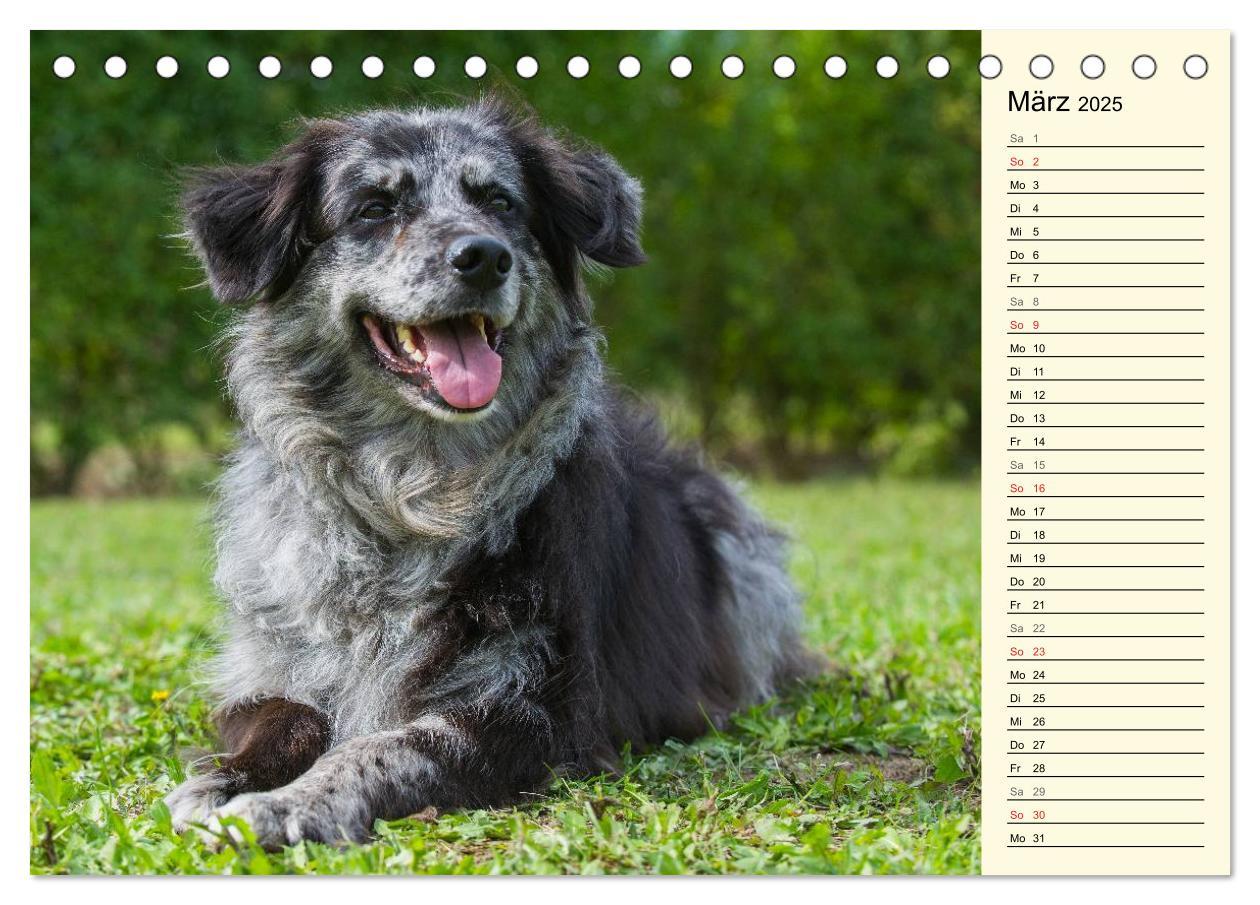 Bild: 9783435540587 | Altdeutsche Hütehunde - Fast vergessen (Tischkalender 2025 DIN A5...