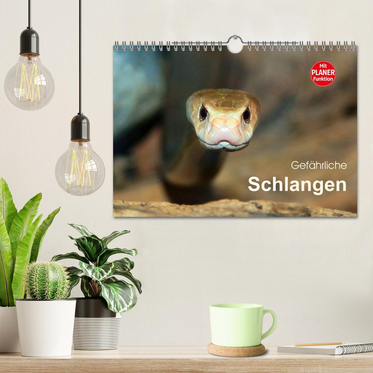 Bild: 9783435383061 | Gefährliche Schlangen (Wandkalender 2025 DIN A4 quer), CALVENDO...