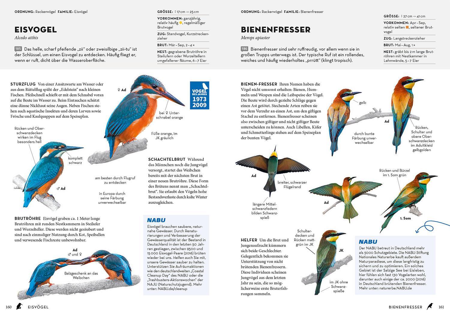 Bild: 9783440178119 | Das NABU-Vogelbuch | Peter Mullen (u. a.) | Buch | 272 S. | Deutsch