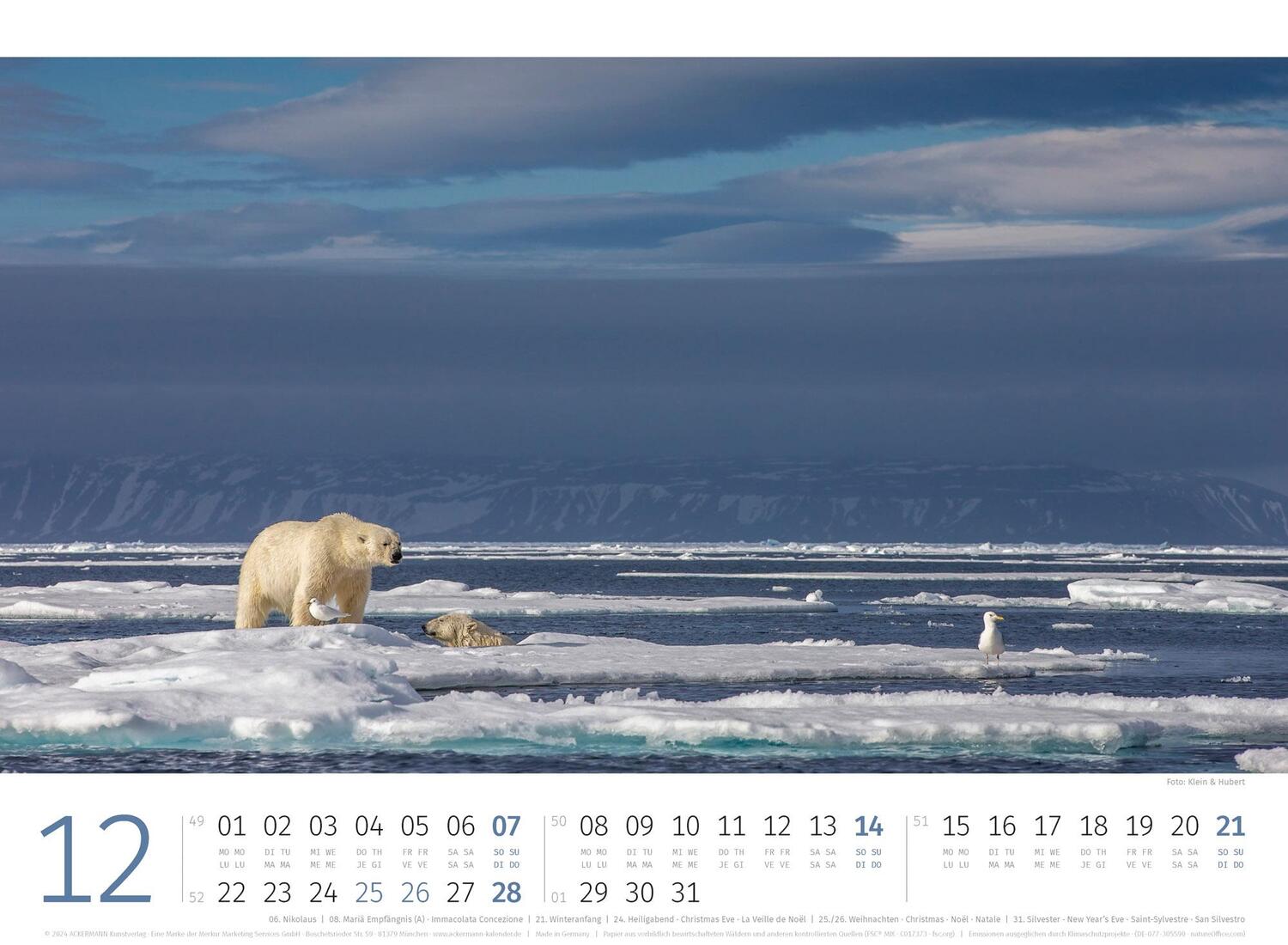 Bild: 9783838425986 | Eisbären Kalender 2025 | Ackermann Kunstverlag | Kalender | 14 S.