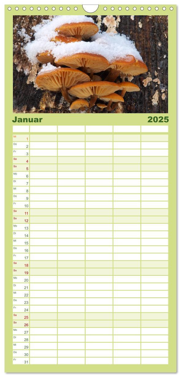 Bild: 9783457113059 | Familienplaner 2025 - Pilzkalender mit 5 Spalten (Wandkalender, 21...