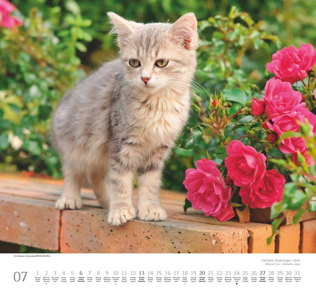 Bild: 4250809652498 | DUMONT - Geliebte Stubentiger 2025 Wandkalender, 38x35,5cm,...