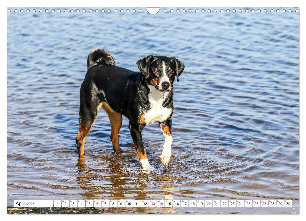 Bild: 9783435332441 | Appenzeller Sennenhunde (Wandkalender 2025 DIN A3 quer), CALVENDO...