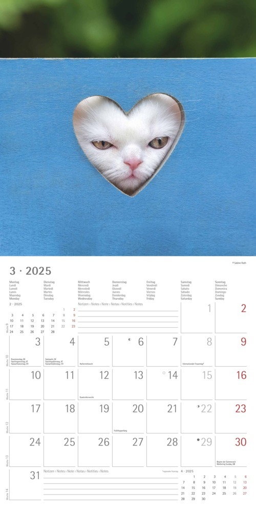 Bild: 4251732340827 | Alpha Edition - Funny Cats 2025 Broschürenkalender, 30x30cm,...