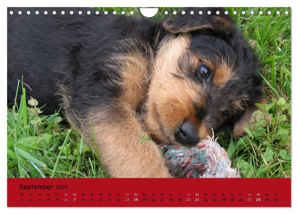 Bild: 9783435666003 | Airedale Terrier (Wandkalender 2025 DIN A4 quer), CALVENDO...