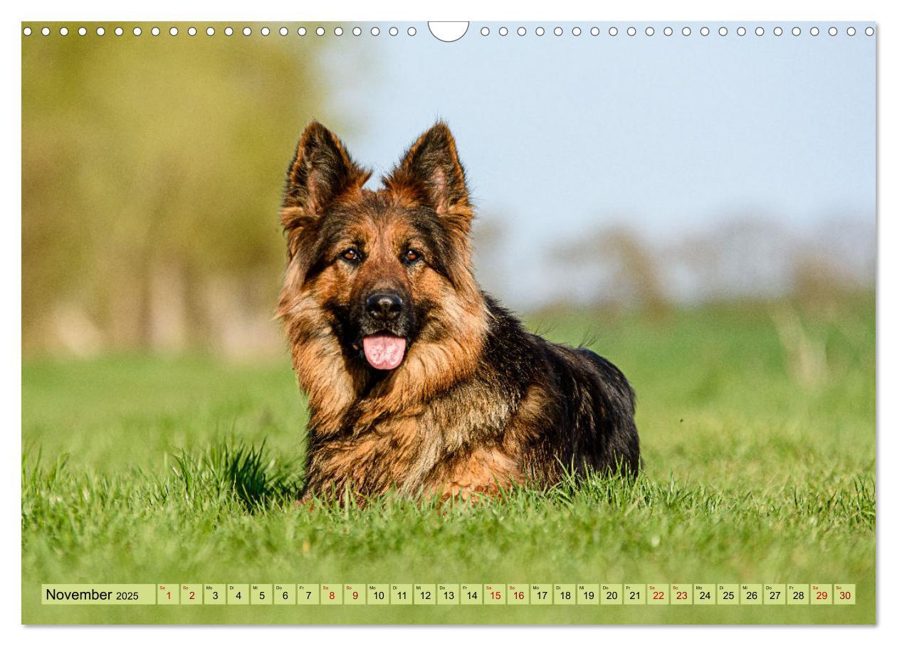 Bild: 9783383895890 | Altdeutsche Schäferhunde - Traumhafte Schäferhunde Langstockhaar...