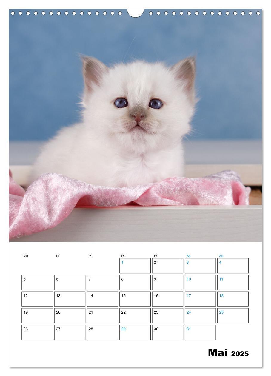 Bild: 9783435062706 | Heilige Birma Kitten - süße kleine Flauschbällchen (Wandkalender...