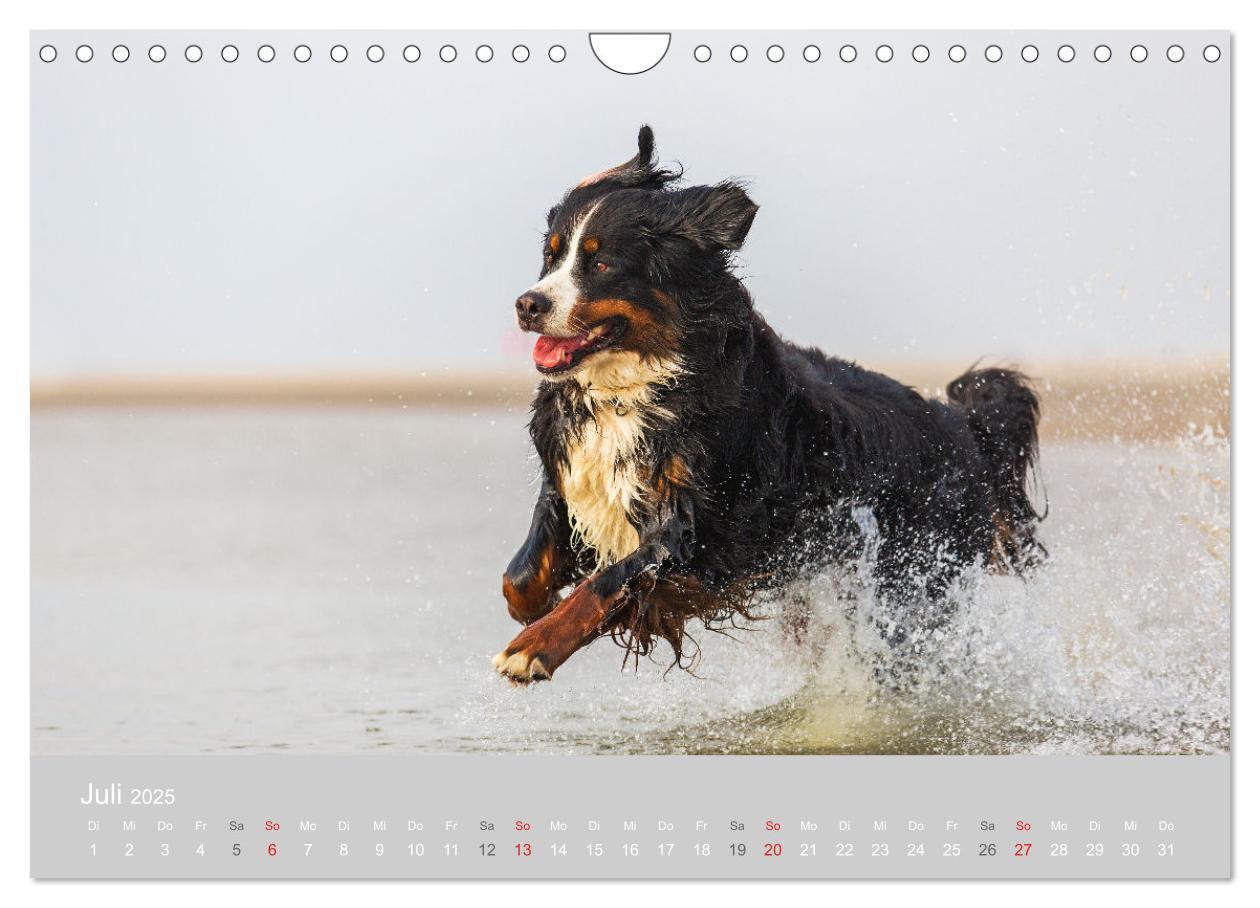 Bild: 9783435659890 | Liebling BERNER SENNENHUND (Wandkalender 2025 DIN A4 quer),...