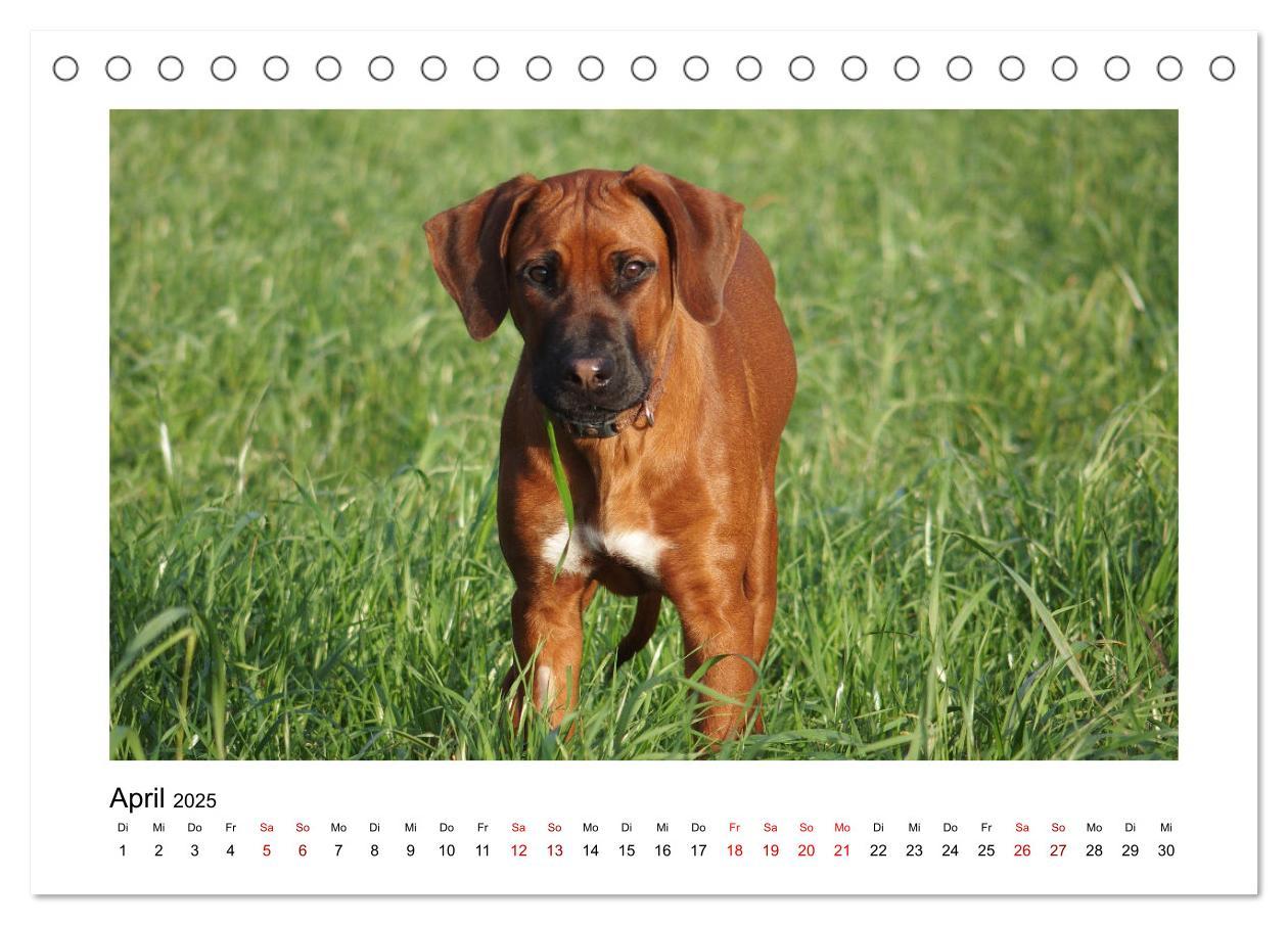 Bild: 9783383983535 | Rhodesian Ridgeback - Charmanter Dickkopf aus Afrika (Tischkalender...