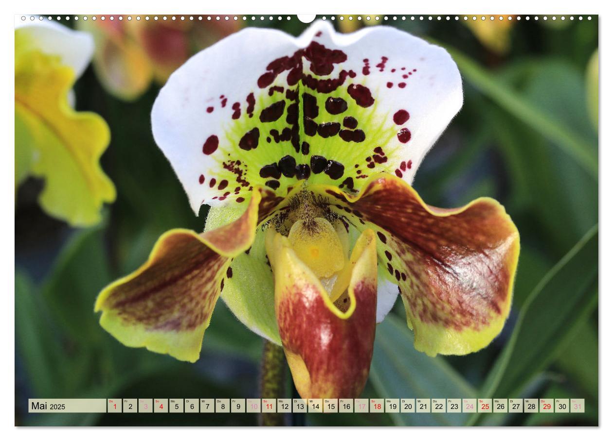 Bild: 9783383765100 | Beliebte Orchideen (Wandkalender 2025 DIN A2 quer), CALVENDO...