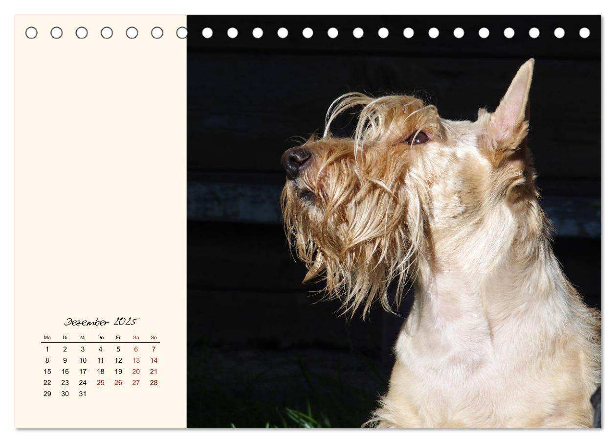 Bild: 9783435339372 | Scottish Terrier - Charmantes Rauhbein (Tischkalender 2025 DIN A5...