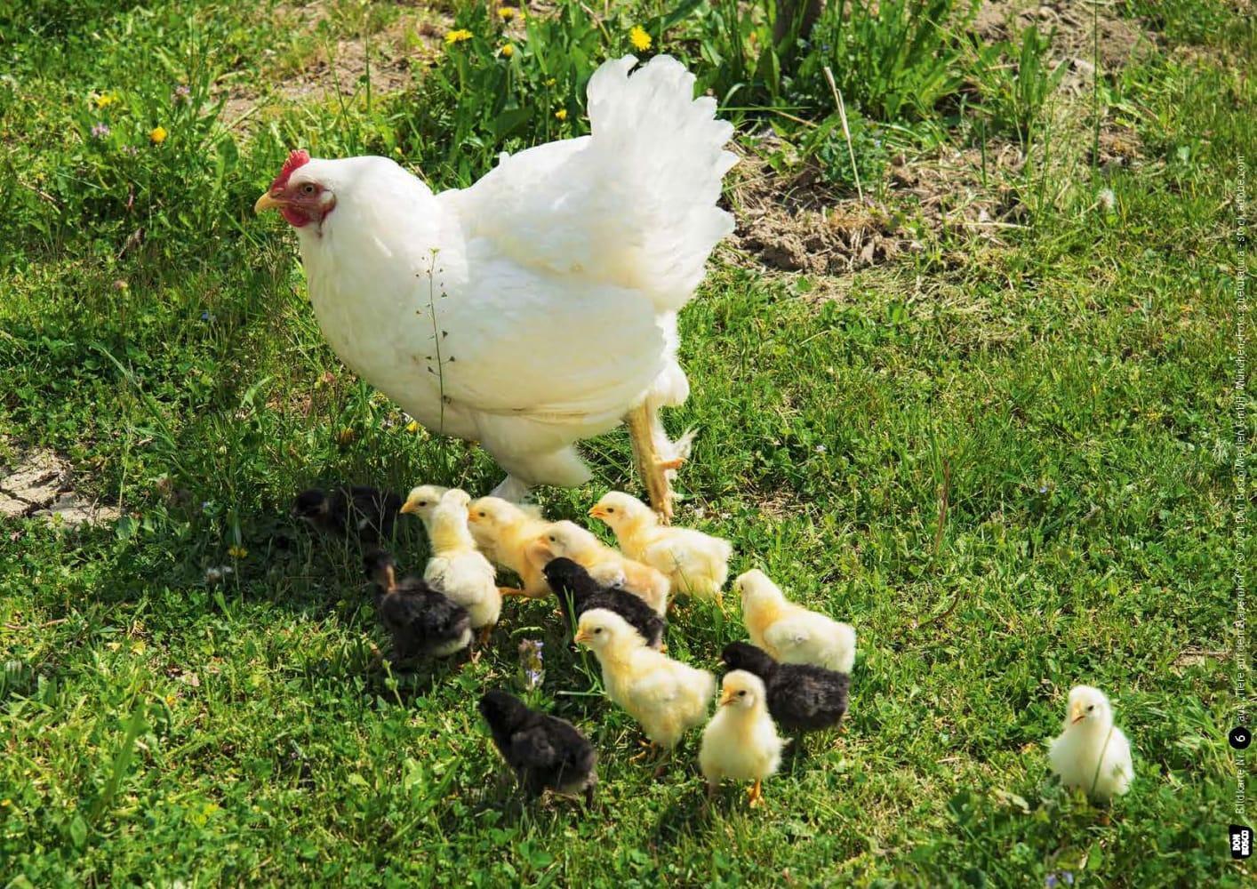 Bild: 4260179517266 | Huhn, Schwein und Kuh. Tiere auf dem Bauernhof. Kamishibai...