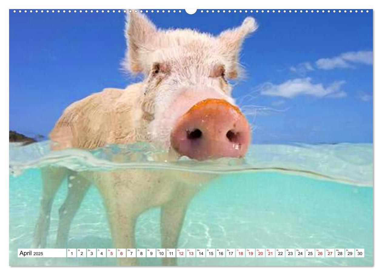 Bild: 9783435420759 | Schweine im Dauerurlaub auf den Bahamas! (Wandkalender 2025 DIN A2...