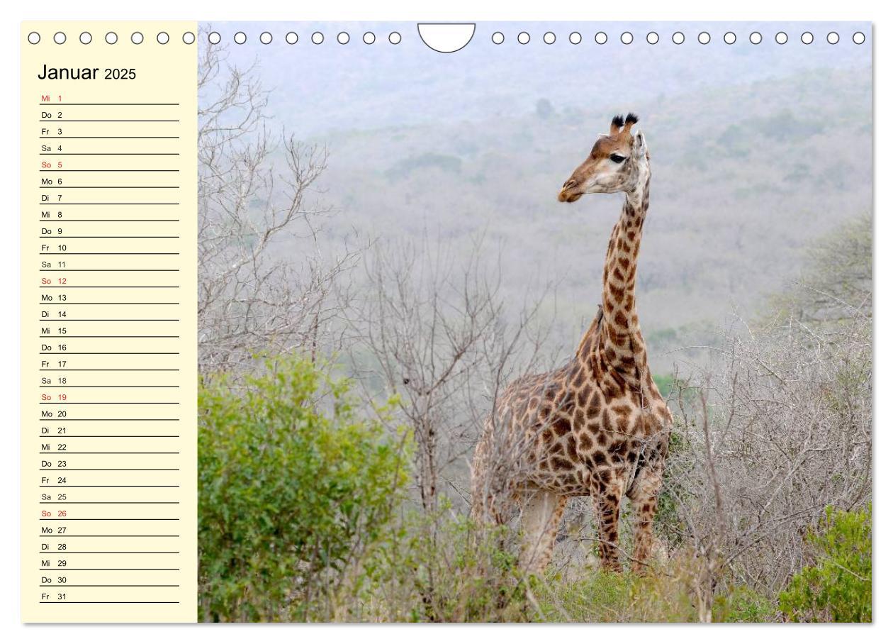 Bild: 9783435494118 | Afrika. Tiere in freier Wildbahn (Wandkalender 2025 DIN A4 quer),...