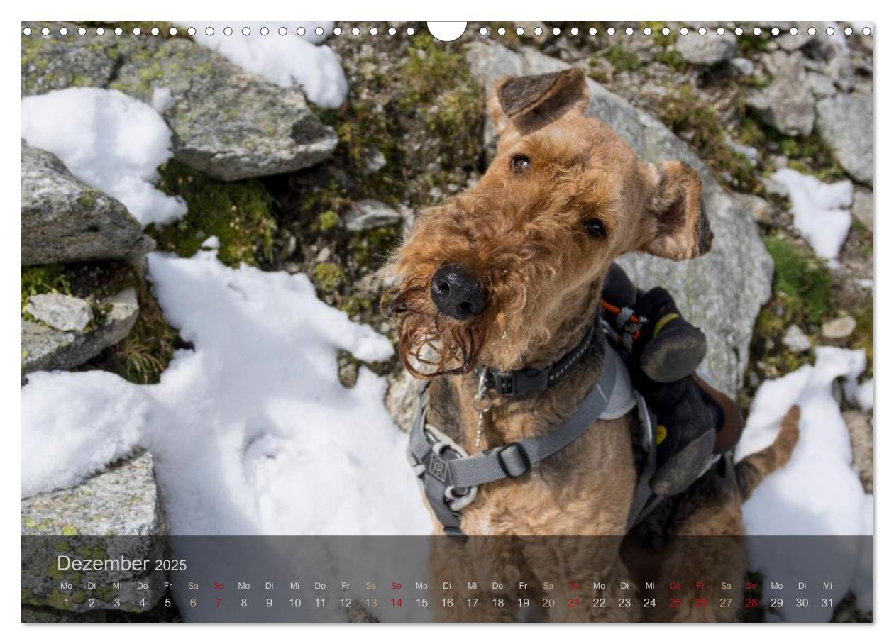 Bild: 9783435559176 | Der Bergdale - mit Hund im Hochgebirge (Wandkalender 2025 DIN A3...