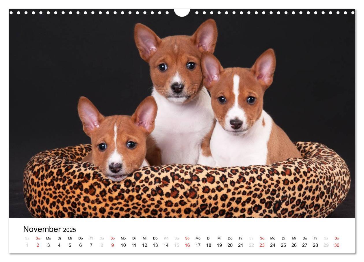 Bild: 9783435464982 | Allerliebste Basenji Welpen 2025 (Wandkalender 2025 DIN A3 quer),...