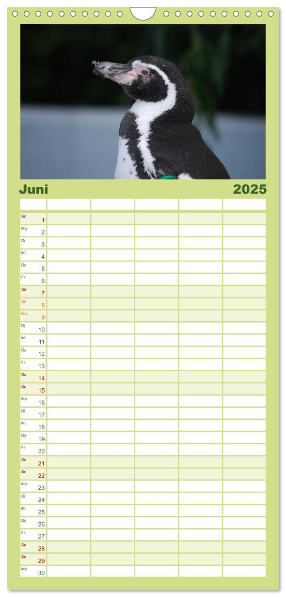 Bild: 9783457120293 | Familienplaner 2025 - Pinguine 2025 mit 5 Spalten (Wandkalender, 21...