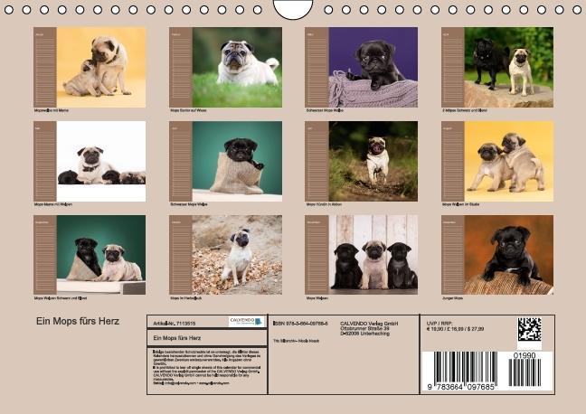 Bild: 9783664097685 | Ein Mops fürs Herz (Wandkalender immerwährend DIN A4 quer) | Noack