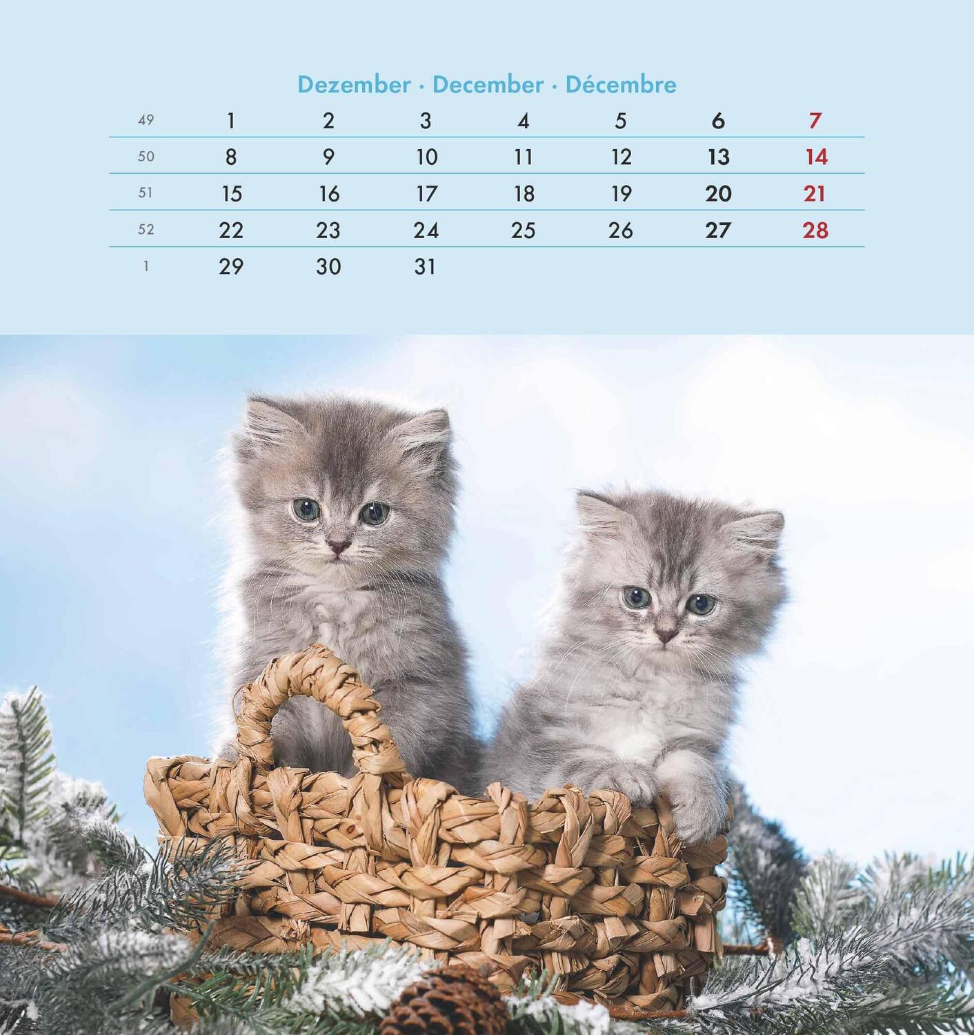 Bild: 4251732342296 | Schmusekatzen 2025 - Postkartenkalender 16x17 cm - Katzen - zum...