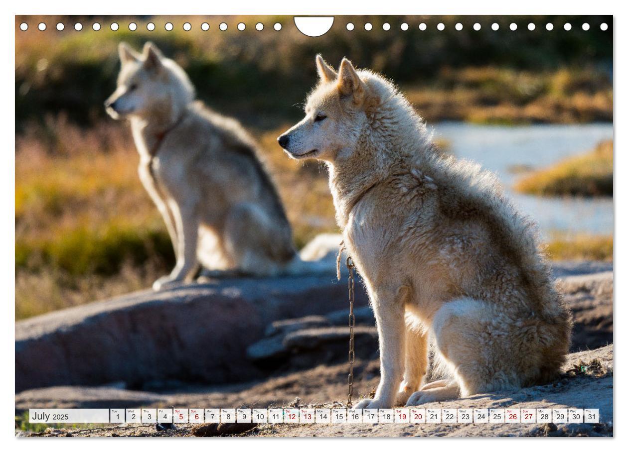 Bild: 9781325937998 | Greenland Dog - The Sled Dogs of Northern Greenland (Wall Calendar...