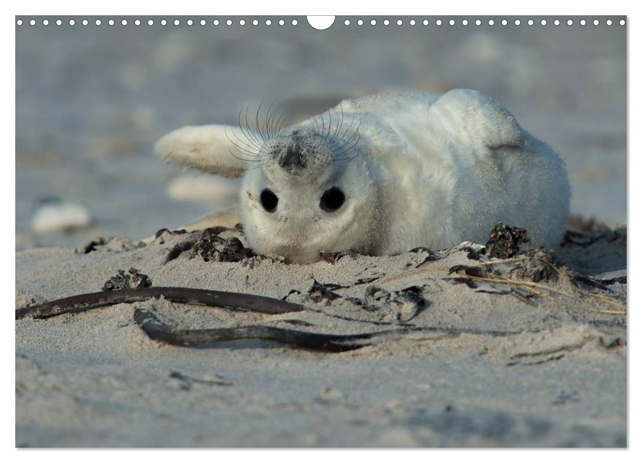 Bild: 9783435718733 | Robben auf Helgoland 2025 (Wandkalender 2025 DIN A3 quer), CALVENDO...