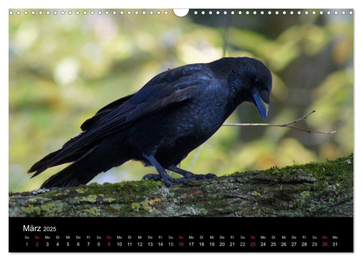 Bild: 9783435811373 | Das Leben der Rabenvögel (Wandkalender 2025 DIN A3 quer), CALVENDO...