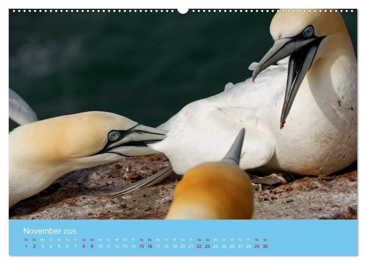 Bild: 9783457207581 | Basstölpel auf Helgoland - von Ostfriesenfotografie (Wandkalender...