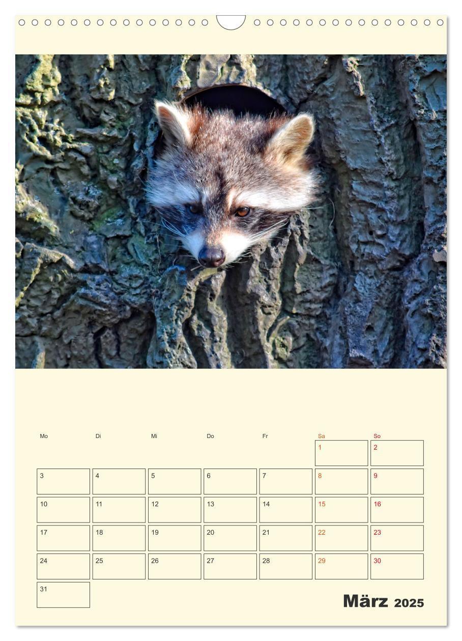 Bild: 9783435903504 | Drolliger Waschbär (Wandkalender 2025 DIN A3 hoch), CALVENDO...