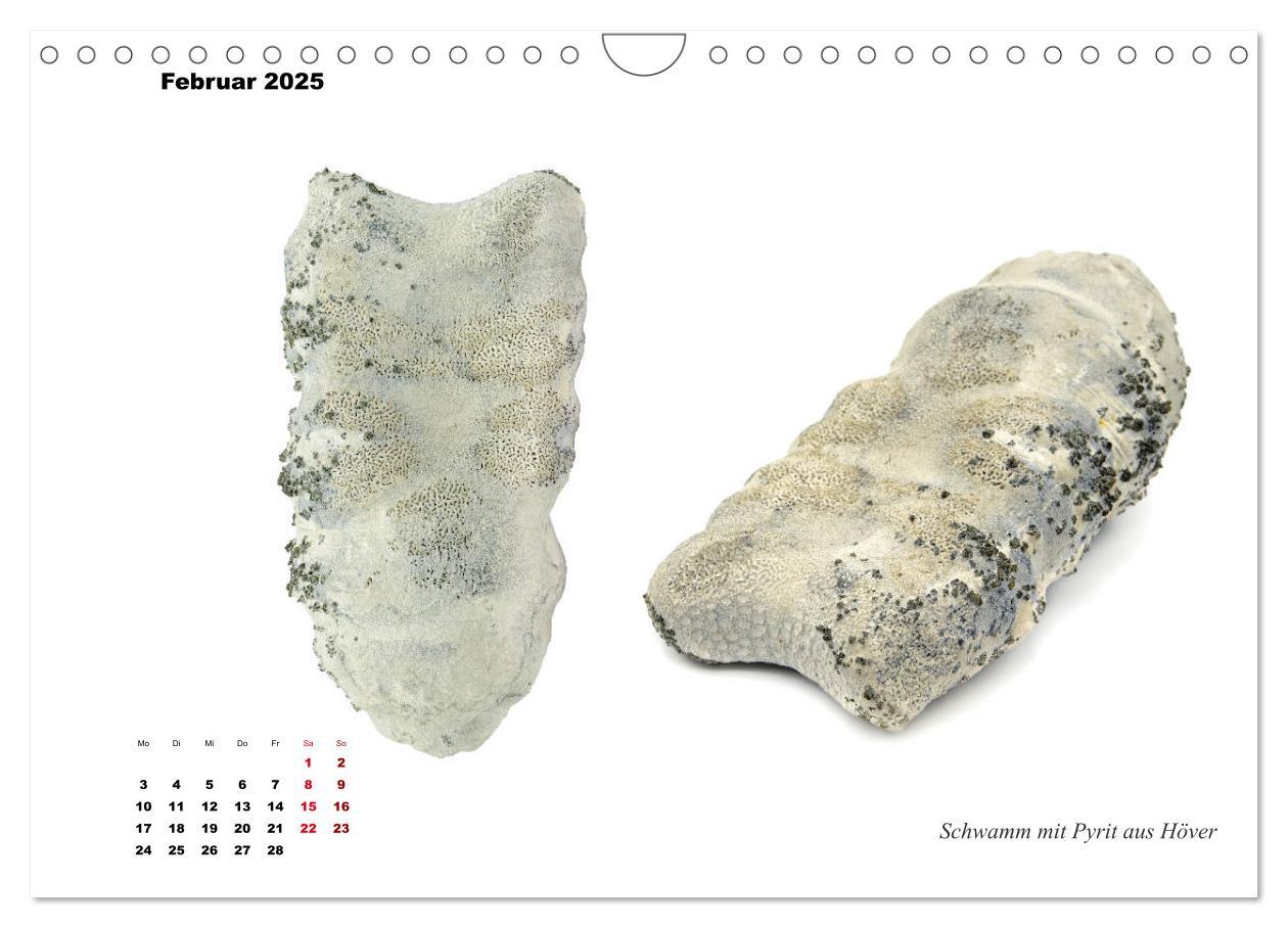 Bild: 9783435254590 | Fossilien - Ammoniten, Trilobiten, Erdgeschichte (Wandkalender 2025...