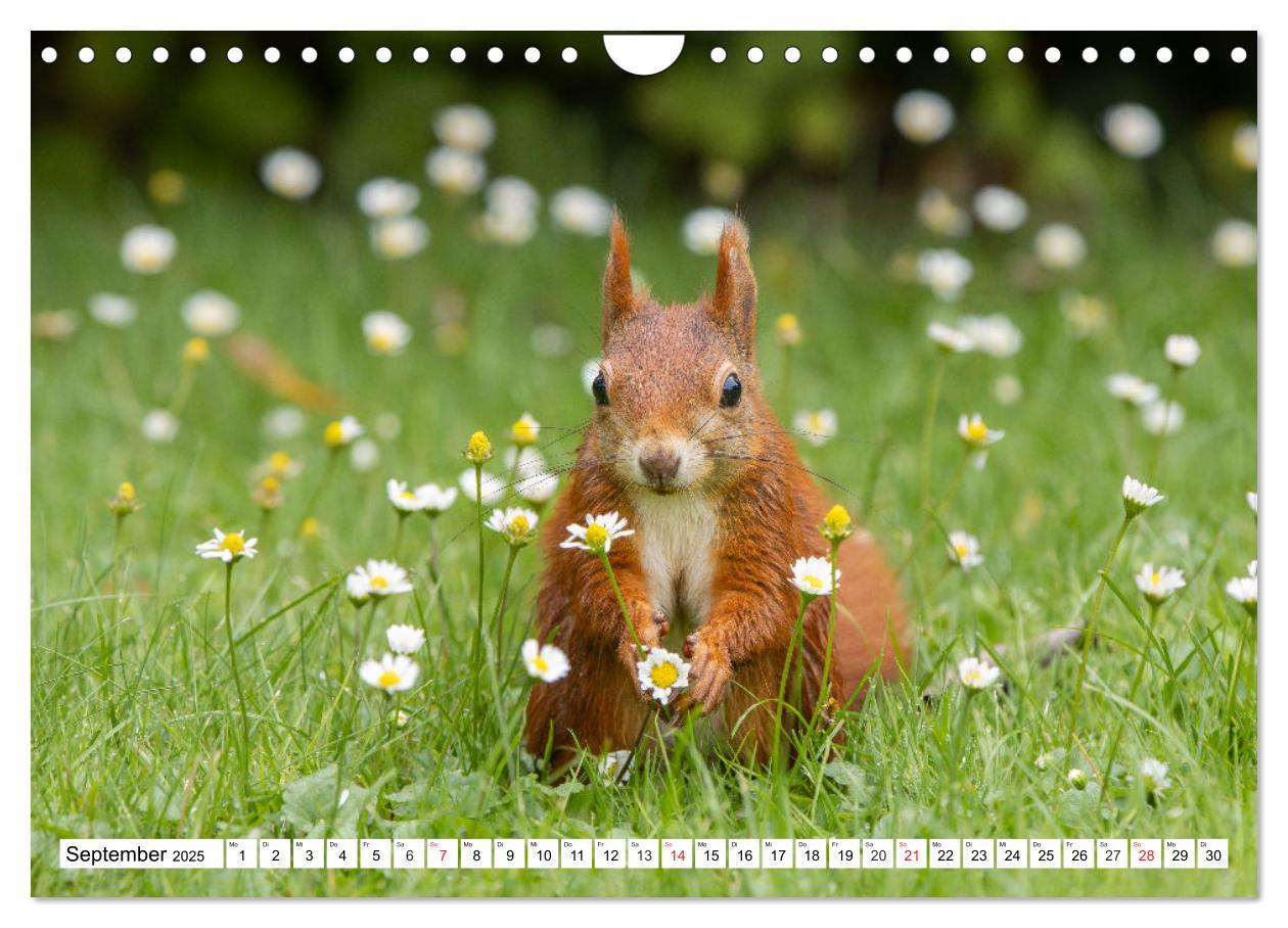 Bild: 9783435670338 | Eichhörnchen im Königlichen Garten (Wandkalender 2025 DIN A4 quer),...