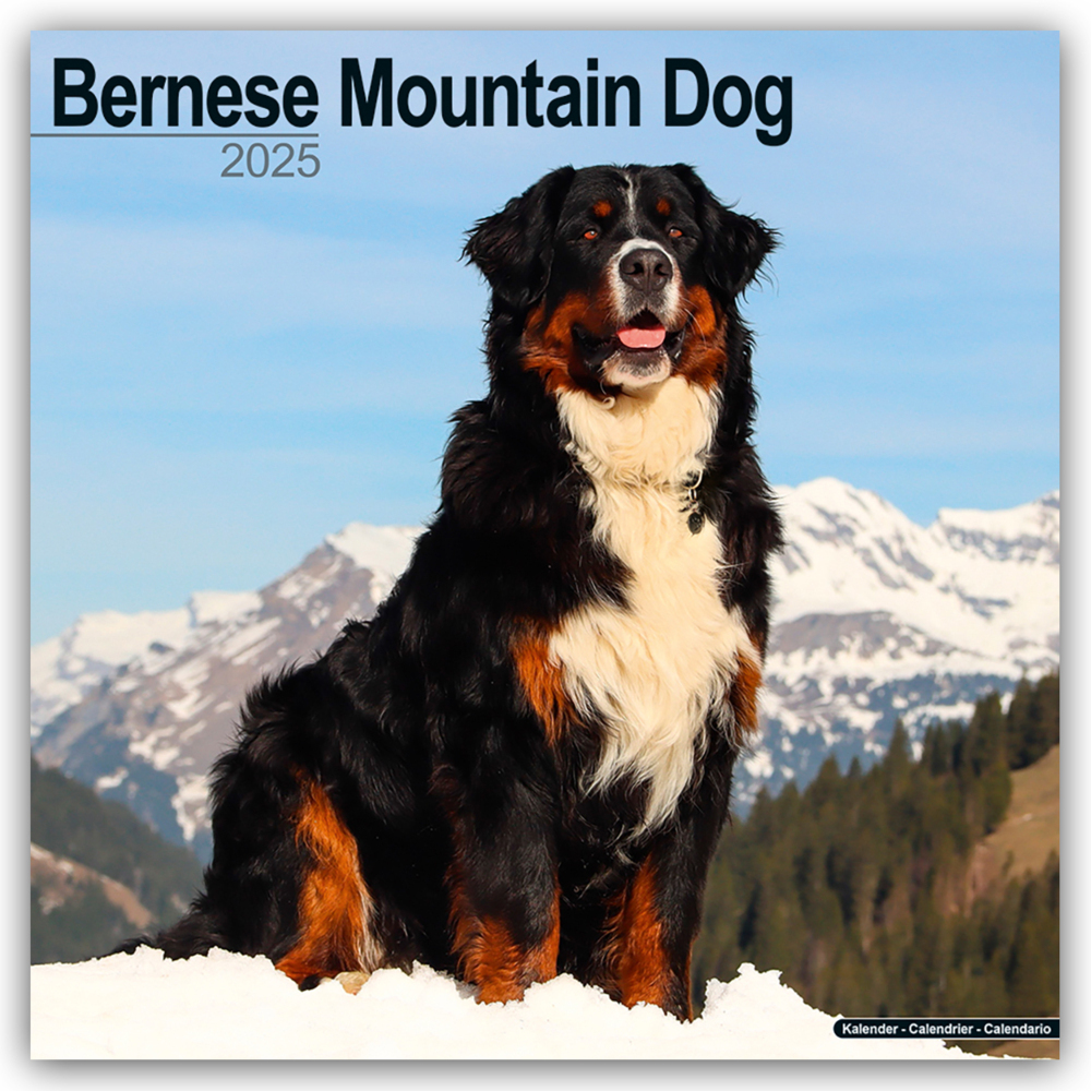 Cover: 9781804603147 | Bernese Mountain Dog - Berner Sennenhund 2025 - 16-Monatskalender