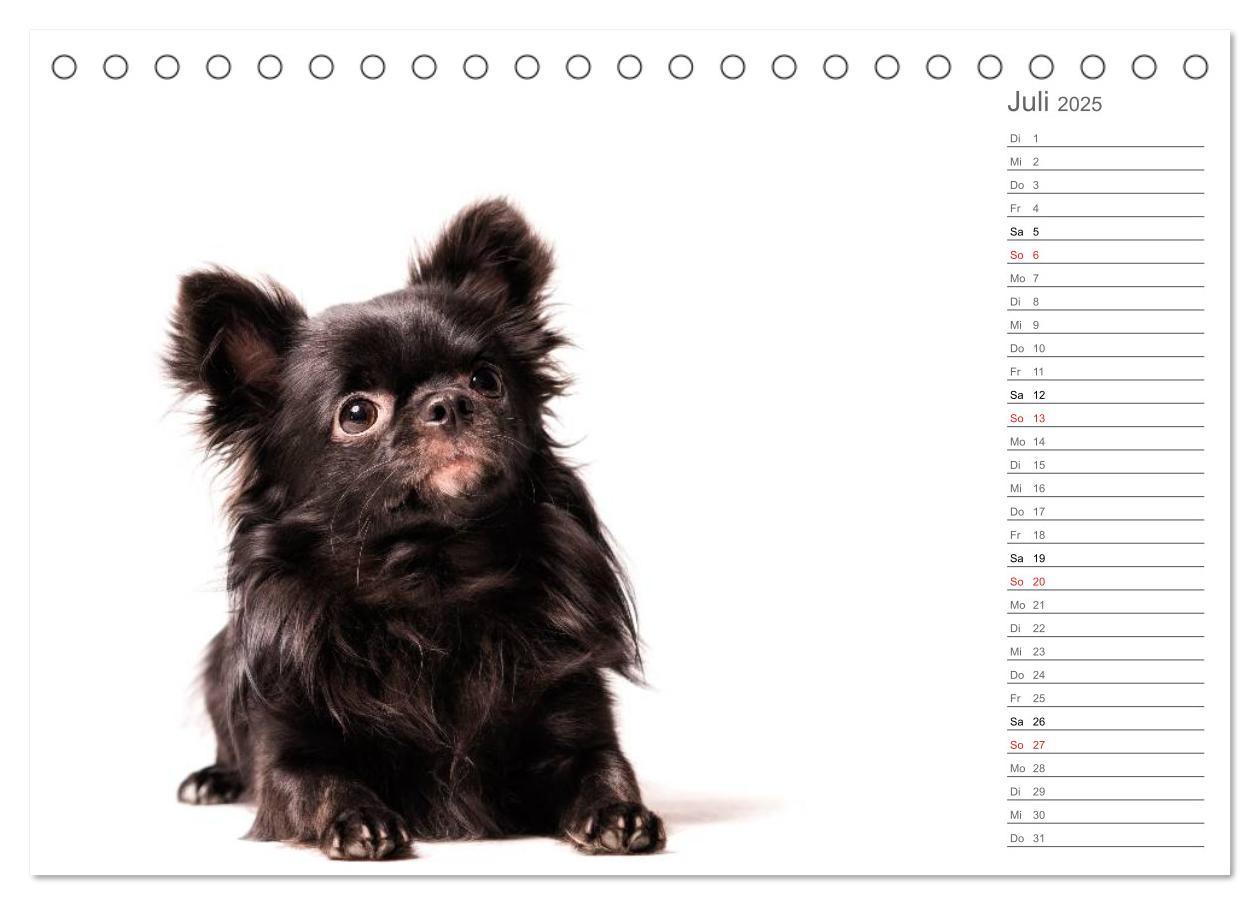 Bild: 9783435527809 | Chihuahua - Die Welt der Kleinen (Tischkalender 2025 DIN A5 quer),...