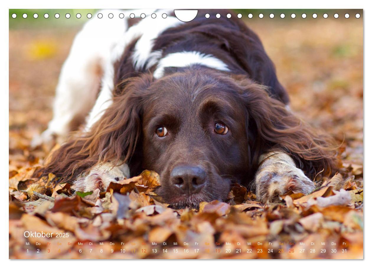 Bild: 9783435416066 | Faszination Jagdhund - Kleiner Münsterländer (Wandkalender 2025 DIN...