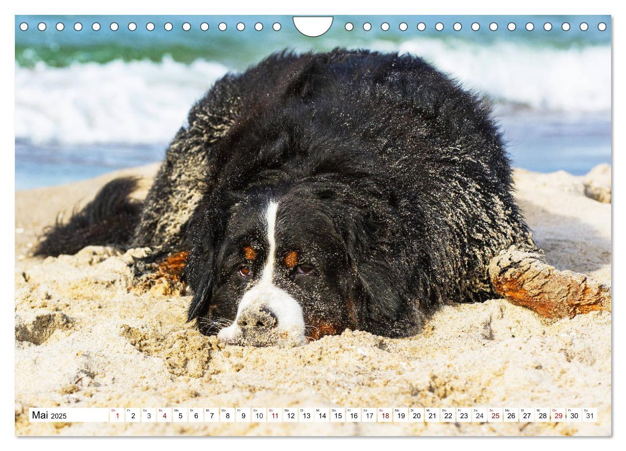 Bild: 9783435381258 | Faszinierende Schönheit Berner Sennenhund (Wandkalender 2025 DIN A4...