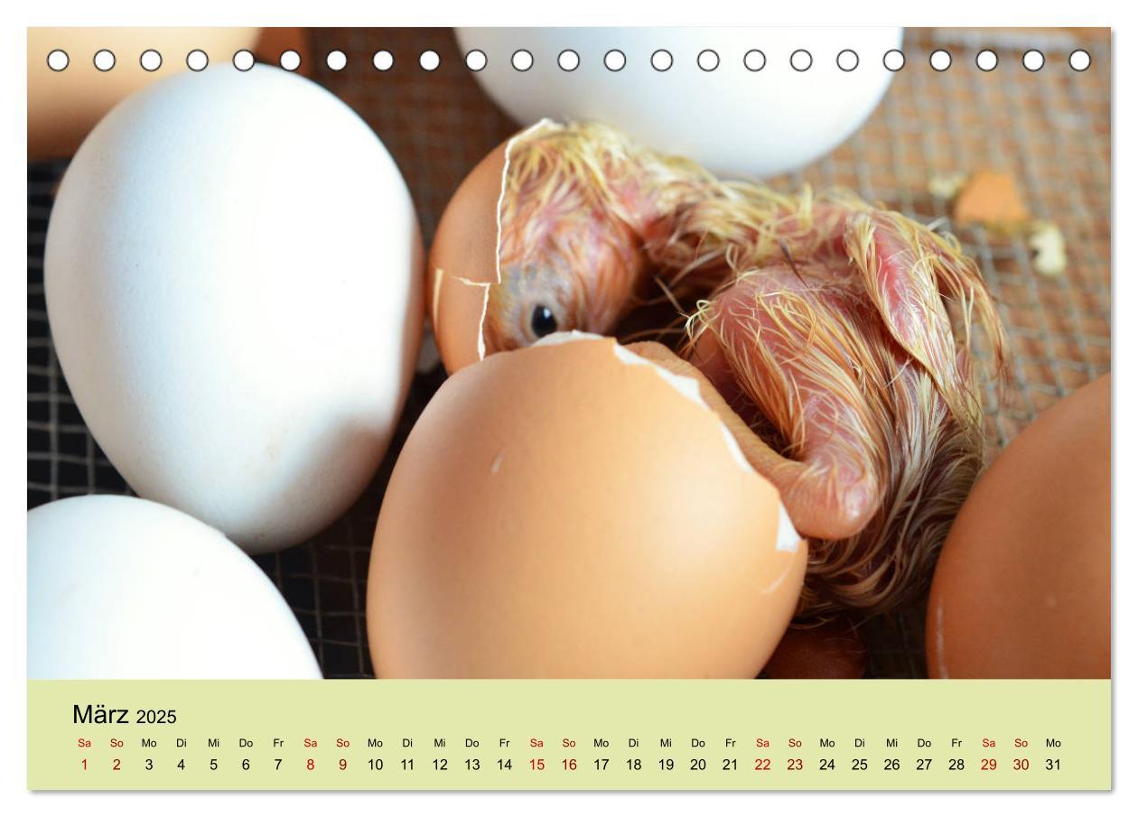 Bild: 9783435335893 | Vom Ei zum Huhn. Die Entwicklung von Küken (Tischkalender 2025 DIN...