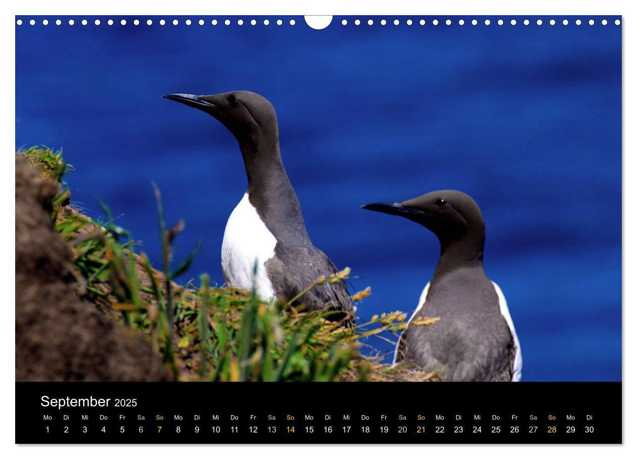 Bild: 9783435578405 | Wales Pembrokeshire - Natur im Fokus- (Wandkalender 2025 DIN A3...