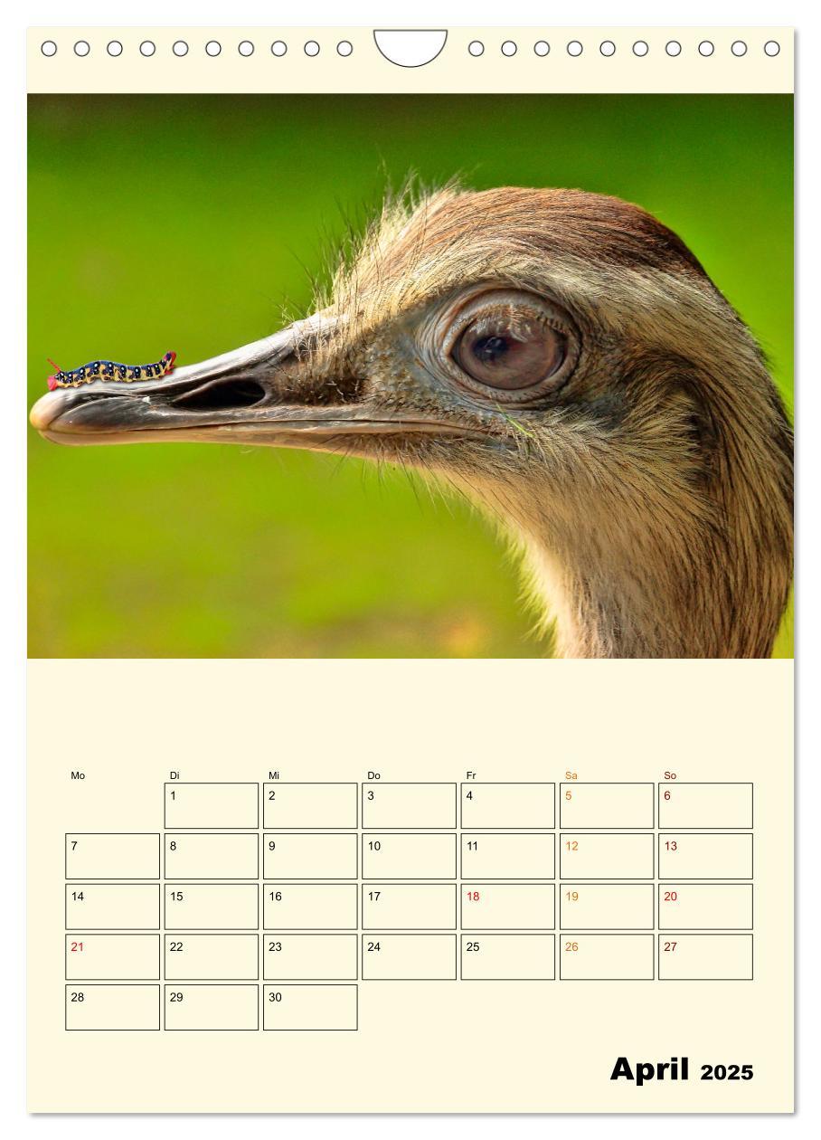 Bild: 9783435904563 | Lustig verrückt - der Tierkalender (Wandkalender 2025 DIN A4 hoch),...