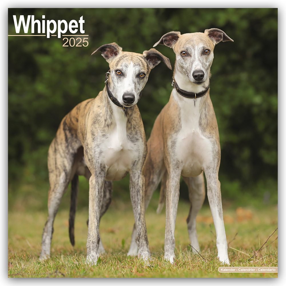 Cover: 9781804603994 | Whippet - Kleine Englische Windhunde 2025 - 16-Monatskalender | Ltd.