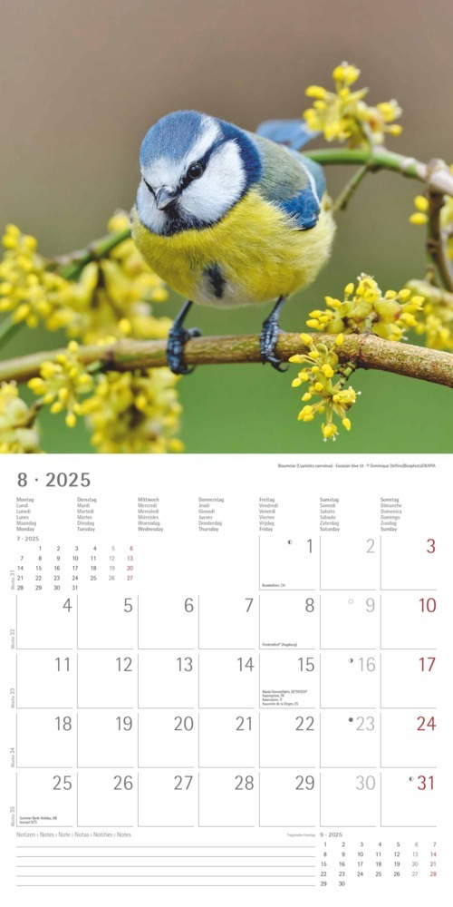 Bild: 4251732340728 | Alpha Edition - Vögel 2025 Broschürenkalender, 30x30cm,...