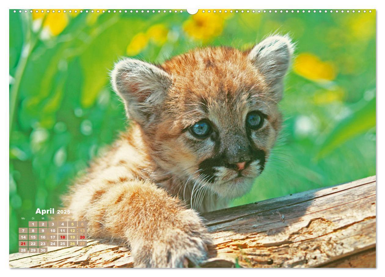 Bild: 9783383778278 | Puma: Auf leisen Pfoten (hochwertiger Premium Wandkalender 2025 DIN...