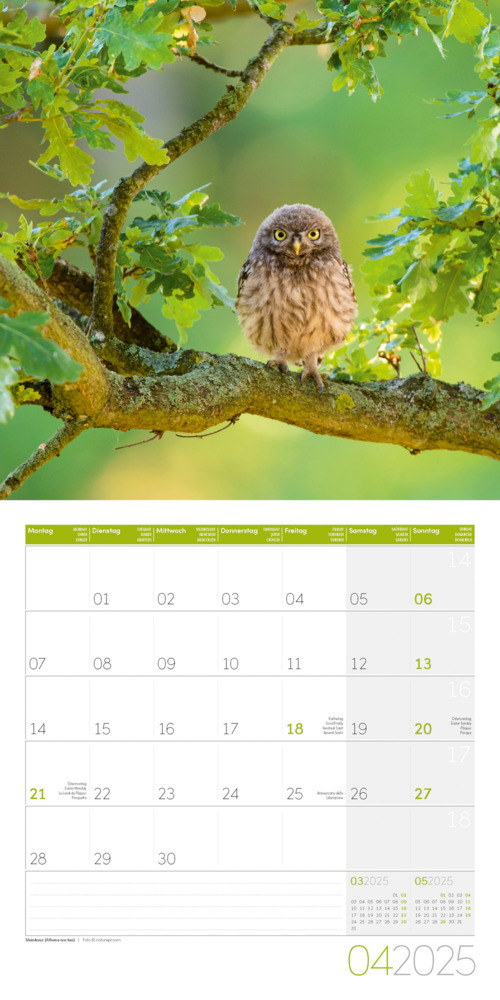 Bild: 9783838445243 | Eulen Kalender 2025 - 30x30 | Ackermann Kunstverlag | Kalender | 28 S.