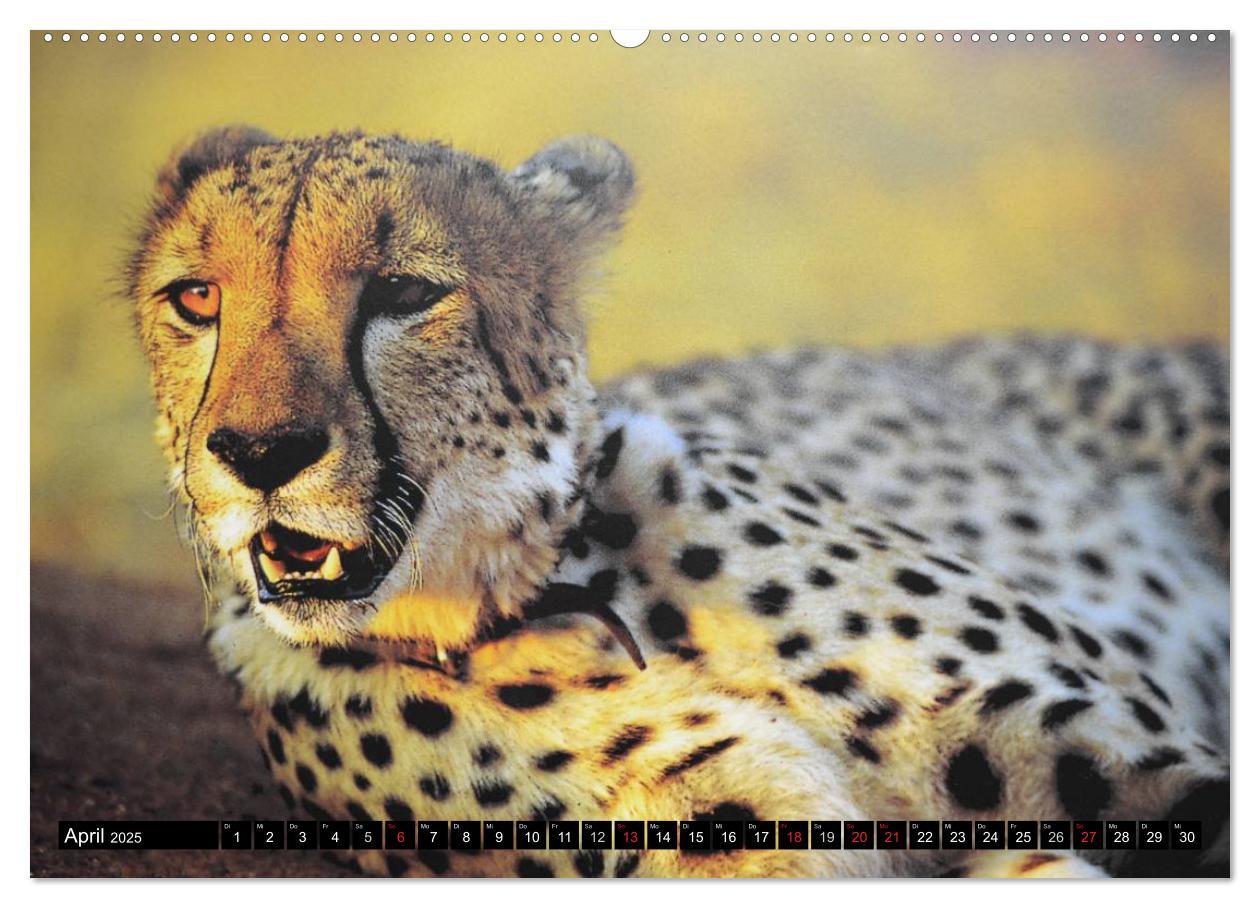 Bild: 9783435737727 | Die Lautlosen. Geparden und Leoparden (Wandkalender 2025 DIN A2...