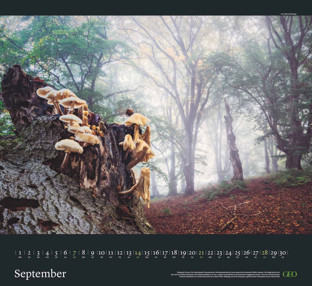 Bild: 4002725988683 | GEO - Sehnsucht Wald Wandkalender 2025 - Eindrucksvoller...