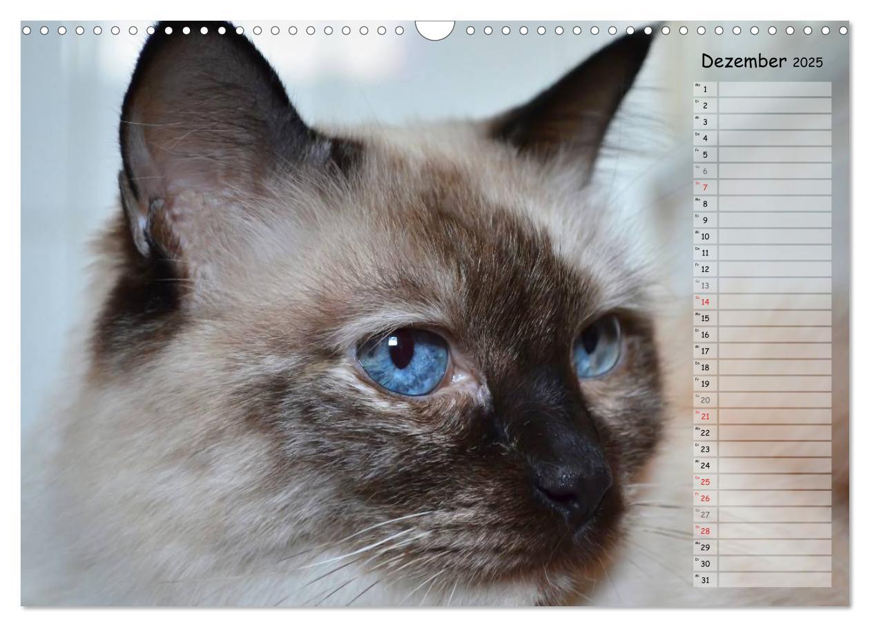 Bild: 9783435733859 | Katzen im Porträt / Geburtstagskalender (Wandkalender 2025 DIN A3...