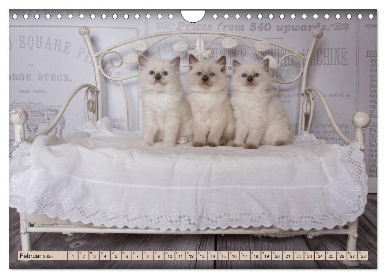 Bild: 9783435457250 | RAGDOLLS Impressionen aus der Kinderstube (Wandkalender 2025 DIN A4...