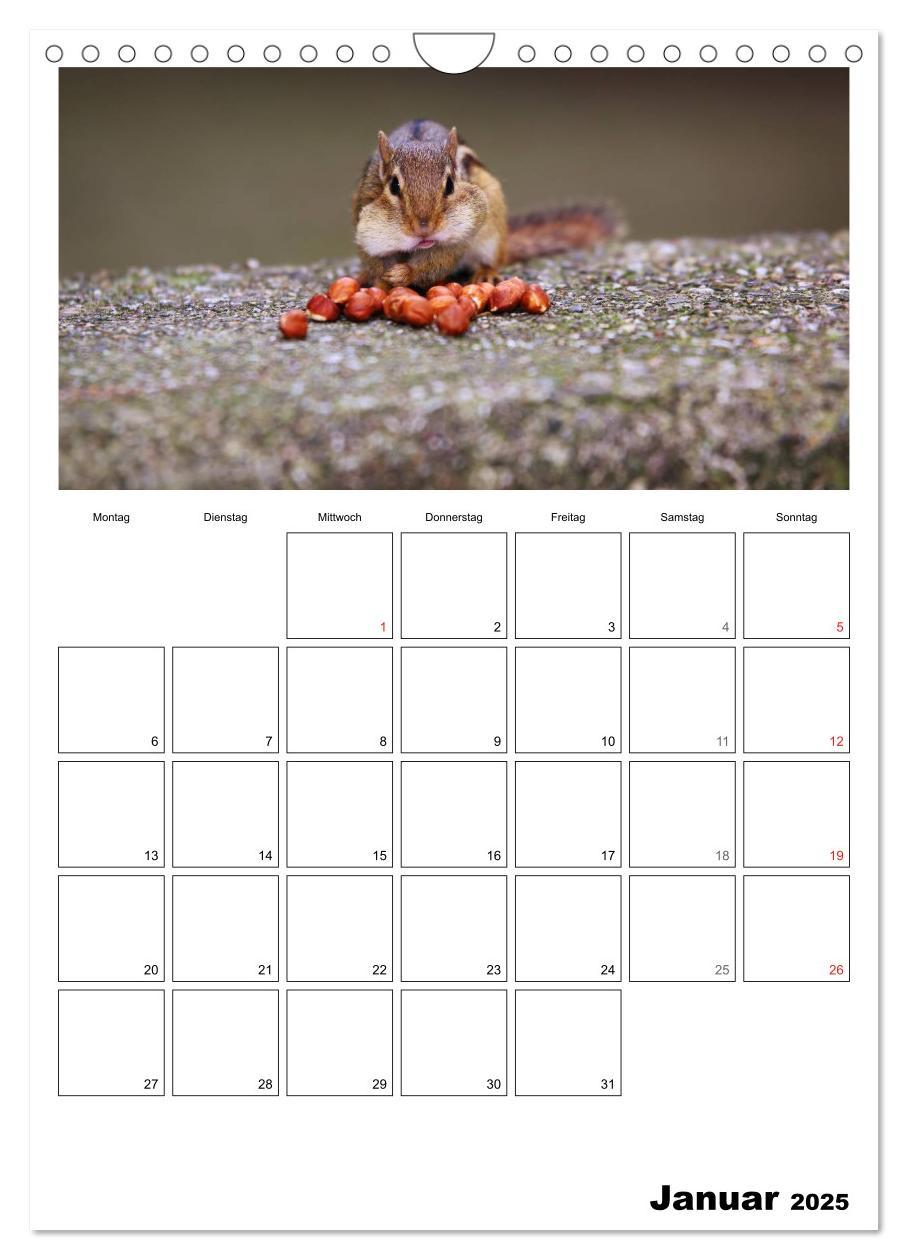 Bild: 9783457026670 | Streifenhörnchen - neugierige Nager (Wandkalender 2025 DIN A4...