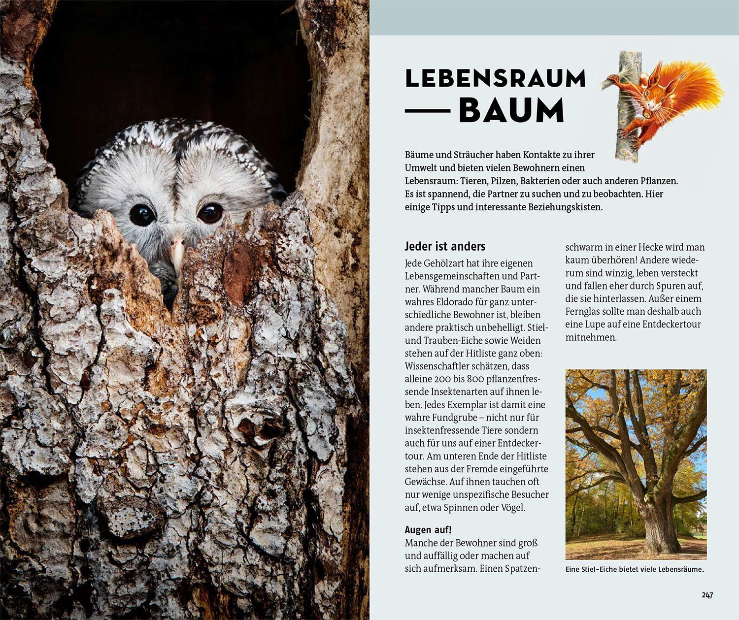 Bild: 9783440180013 | Welcher Baum ist das? | Margot Spohn (u. a.) | Taschenbuch | 272 S.