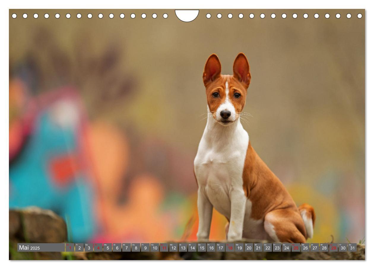 Bild: 9783457195598 | Der Basenji (Wandkalender 2025 DIN A4 quer), CALVENDO Monatskalender