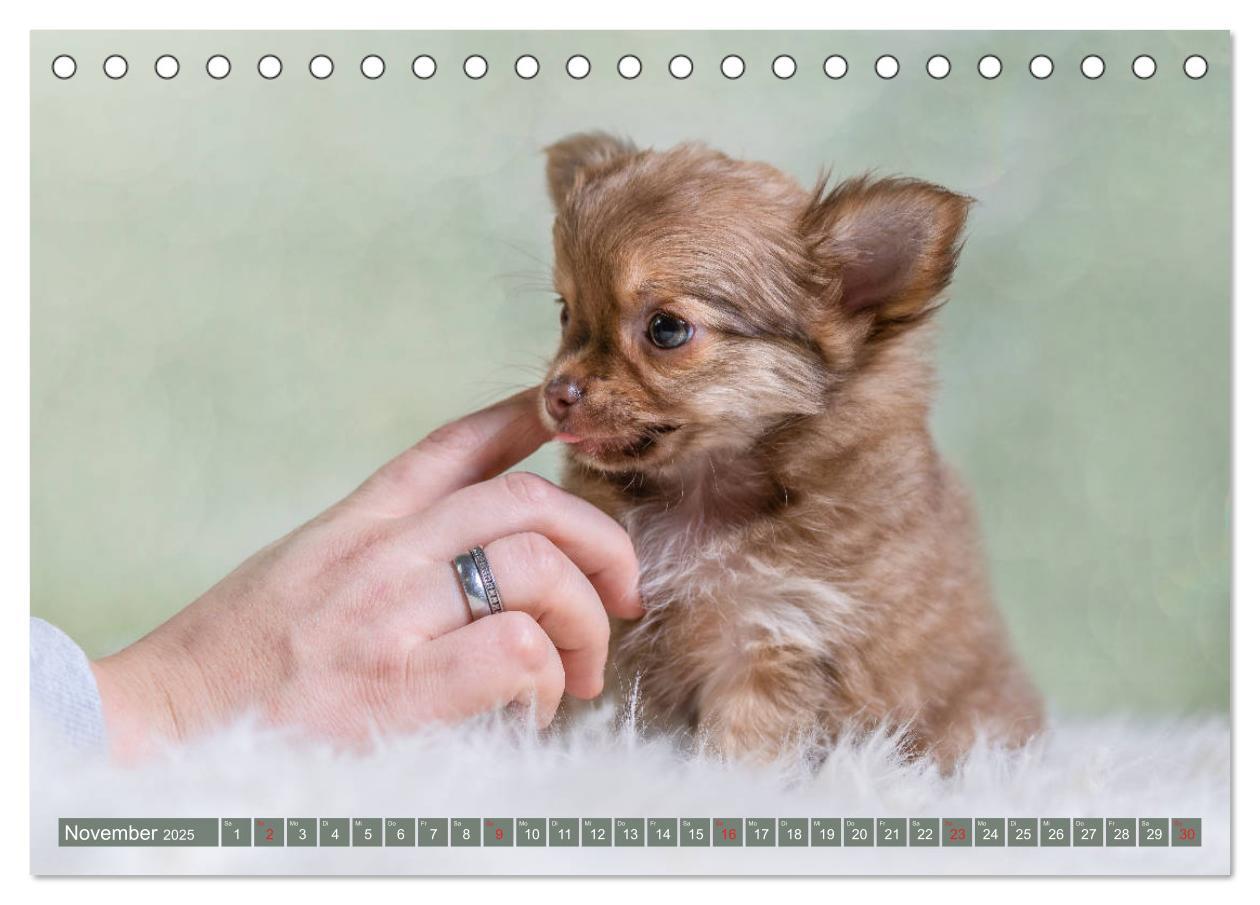 Bild: 9783435286645 | Chihuahua-Babys - Amy und Angel im Studio (Tischkalender 2025 DIN...